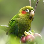 黄翅鹦鹉-缩略图-8