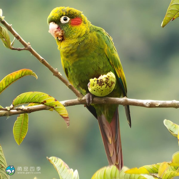 黄翅鹦鹉-9