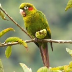 黄翅鹦鹉-缩略图-9