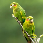 黄翅鹦鹉-缩略图-10