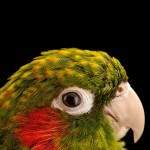 黄翅鹦鹉-缩略图-11