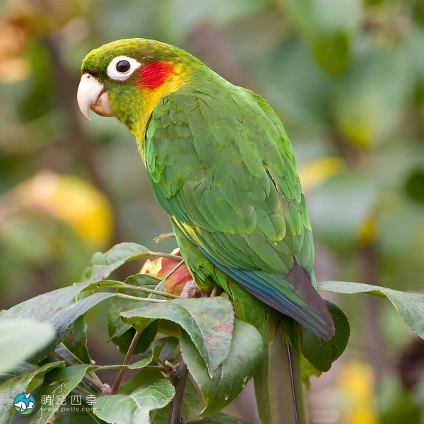 黄翅鹦鹉-12