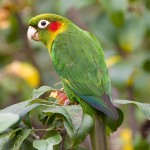 黄翅鹦鹉-缩略图-12