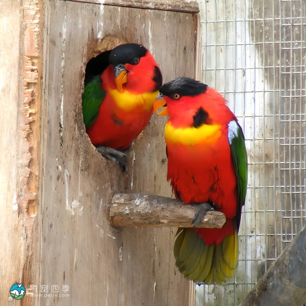 黄兜吸蜜鹦鹉-1