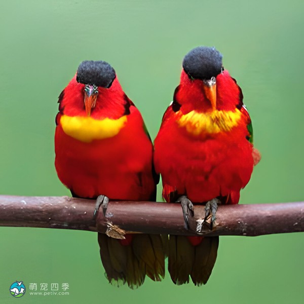 黄兜吸蜜鹦鹉-2