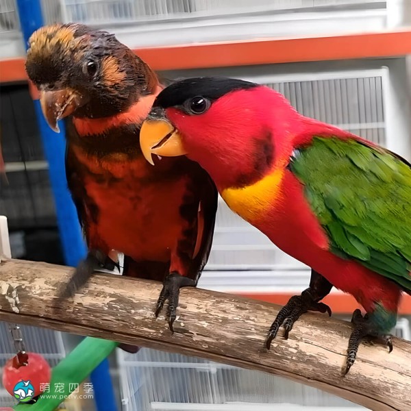 黄兜吸蜜鹦鹉-3