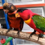 黄兜吸蜜鹦鹉-缩略图-3