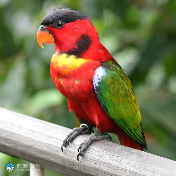 黄兜吸蜜鹦鹉-4