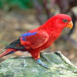 黄兜吸蜜鹦鹉-缩略图-5