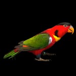 黄兜吸蜜鹦鹉-缩略图-6