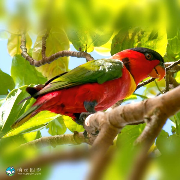 黄兜吸蜜鹦鹉-7
