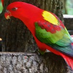 黄兜吸蜜鹦鹉-缩略图-8