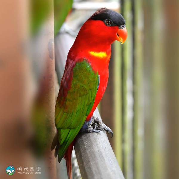 黄兜吸蜜鹦鹉-9