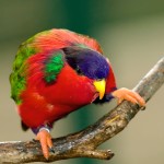 黄兜吸蜜鹦鹉-缩略图-10