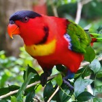 黄兜吸蜜鹦鹉-缩略图-11