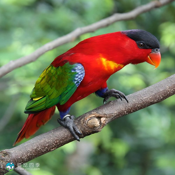 黄兜吸蜜鹦鹉-12