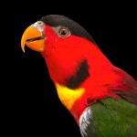 黄兜吸蜜鹦鹉-缩略图-13