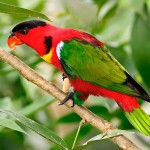 黄兜吸蜜鹦鹉-缩略图-14