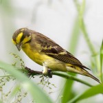 黄额丝雀-缩略图-1