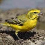 黄额丝雀-缩略图-2