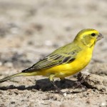 黄额丝雀-缩略图-3