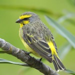 黄额丝雀-缩略图-4