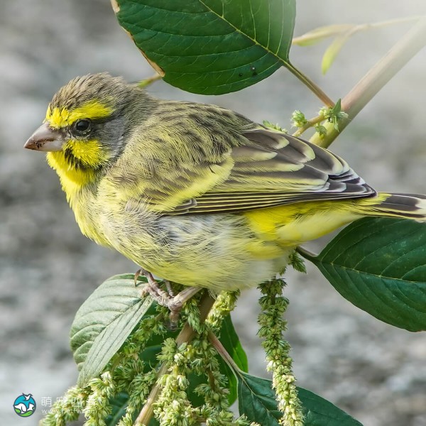 黄额丝雀-5