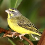 黄额丝雀-缩略图-6