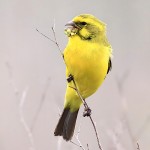 黄额丝雀-缩略图-7