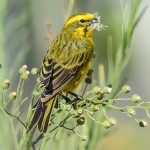 黄额丝雀-缩略图-8