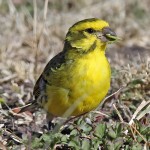 黄额丝雀-缩略图-9