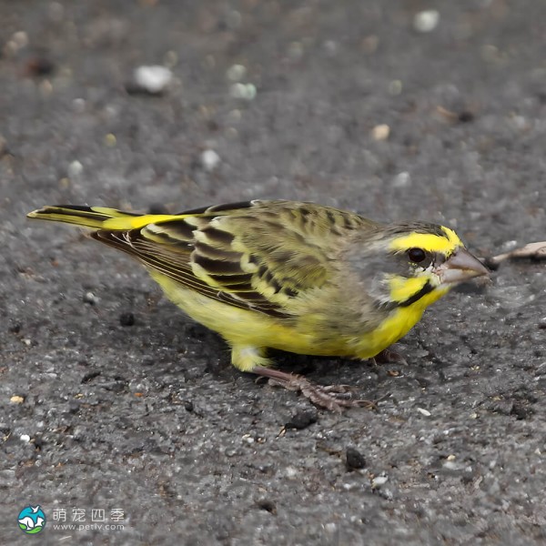 黄额丝雀-13
