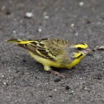 黄额丝雀-缩略图-13