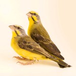 黄额丝雀-缩略图-14