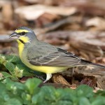 黄额丝雀-缩略图-15