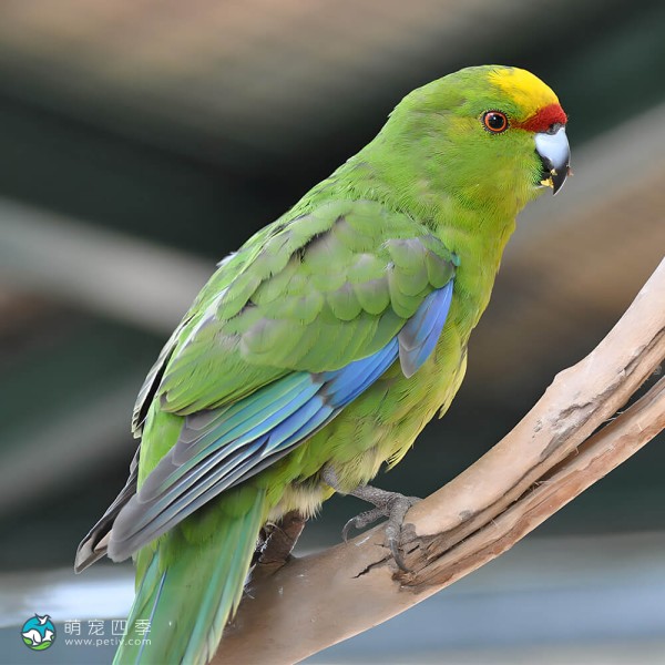 黄额鹦鹉-1
