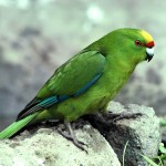 黄额鹦鹉-缩略图-2