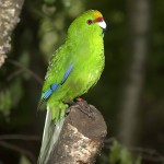 黄额鹦鹉-缩略图-3