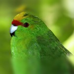 黄额鹦鹉-缩略图-4