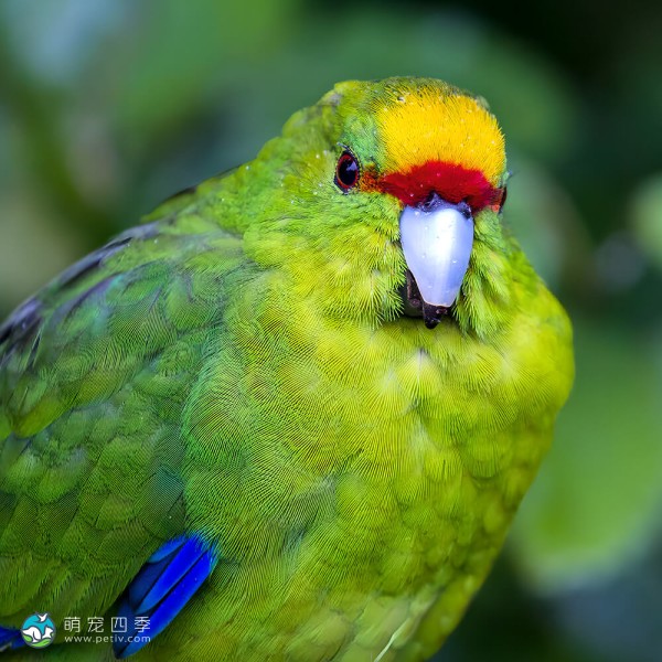 黄额鹦鹉-5