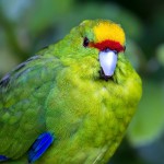 黄额鹦鹉-缩略图-5