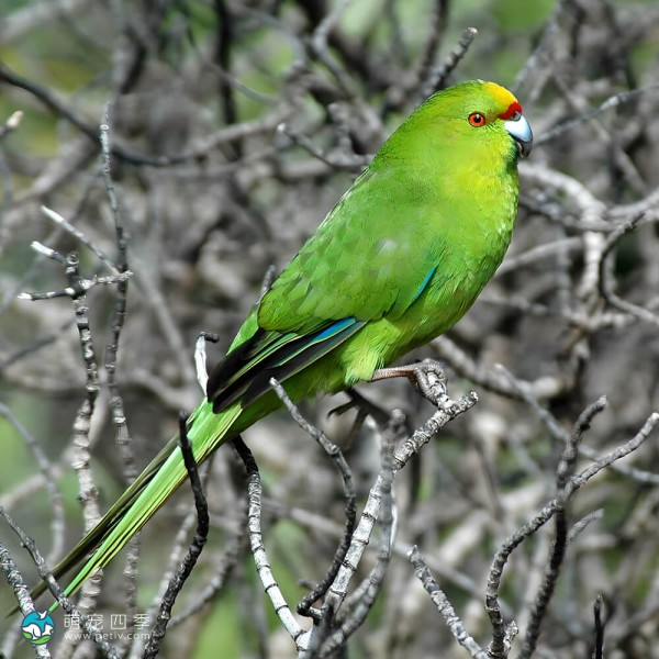 黄额鹦鹉-7