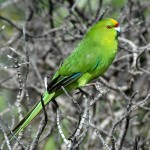 黄额鹦鹉-缩略图-7