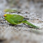 黄额鹦鹉-缩略图-8