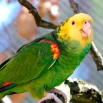 黄冠亚马逊鹦鹉-缩略图-1