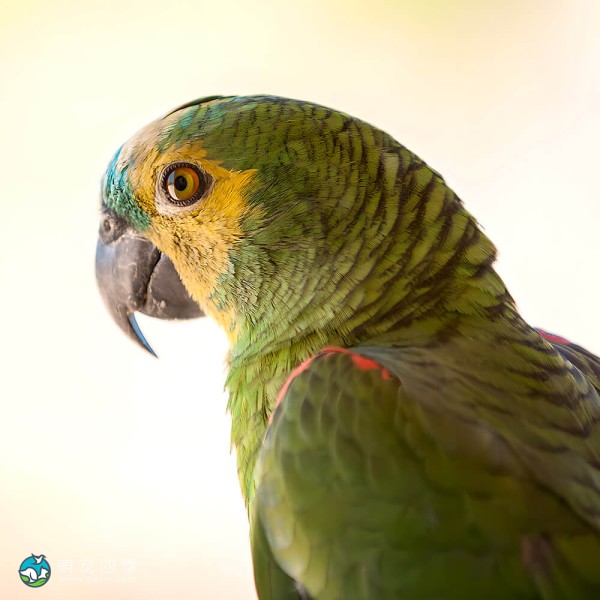 黄冠亚马逊鹦鹉-2