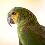 黄冠亚马逊鹦鹉-缩略图-2