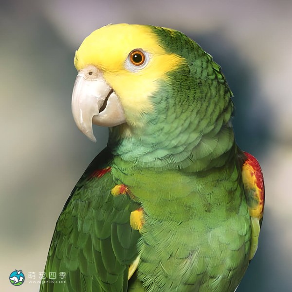 黄冠亚马逊鹦鹉-3