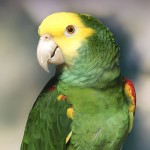 黄冠亚马逊鹦鹉-缩略图-3