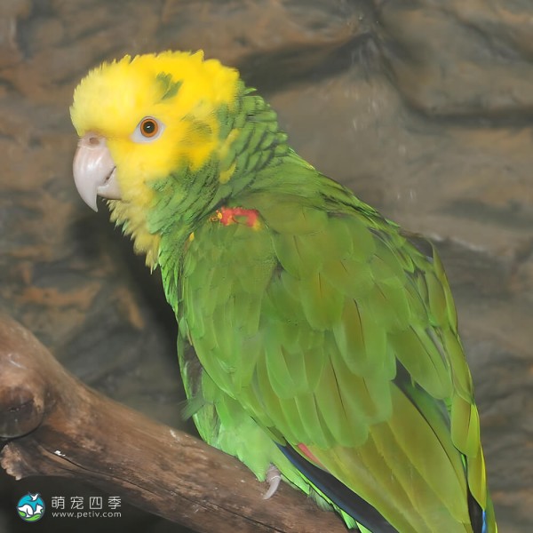 黄冠亚马逊鹦鹉-4